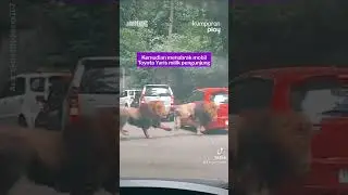 Viral 2 Ekor Singa Tabrak Mobil di Taman Safari Prigen😱