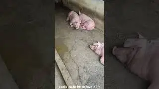 Fat pig who loves to sleep 