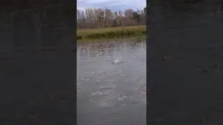 ЛОВЛЯ ЩУКИ НА РАДИОУПРАВЛЯЕМЫЙ КАТЕР С ЖИВЦОМ. ЧАСТЬ 2.  