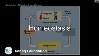 Homeostasis, Biology Lecture | Sabaq.pk