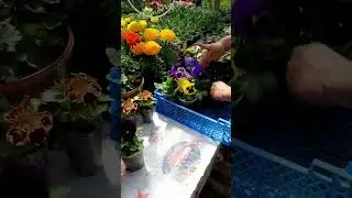 Цветы для клумбы 🎰 🌺 🌺 🌺#цветы#петуния #сад #огород #дача