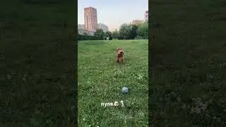 Марс бежит по команде за игрушкой 🐶🤣