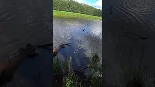Ловля ЩУКИ на ЖИВЦА с ПОПЛАВКОМ в КОРЯЖНИКЕ. ЧАСТЬ 1. #shorts #рыбалка #fishing #рыбалканапоплавок