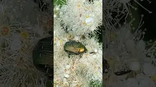 Цветы! Идет ваш пожиратель! Шортс.