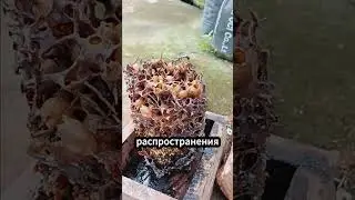 Плотоядные пчелы: мед из мяса? 🐝🥩🍯 