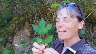 Les balades d'Hildegarde et Lucie. La reine des prés
