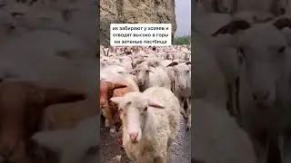 Встречали такое на дорогах?