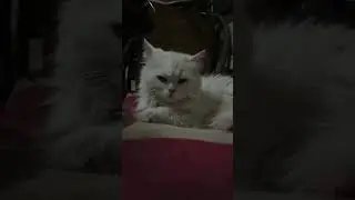 my cute Persian cat