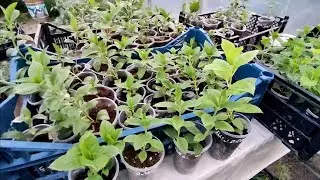 13 июня 2023 г.
