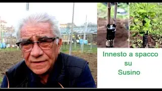 Innesto a spacco susino