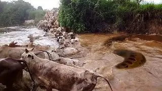 QUANDO A SUCURI ATACA O GADO ATRAVESSANDO O RIO