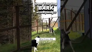 How to Stop Your Dog from Barking at EVERY. SINGLE. THING. 