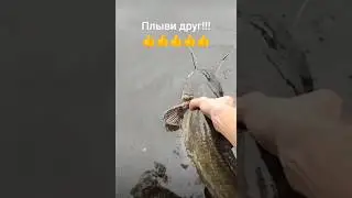 Рыбаки отпускайте рыбу!!! Рыба друг а не еда😂😂😂!!! 
