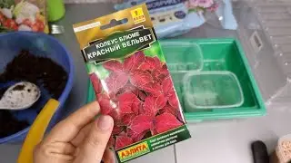 Сею Колеус🍀Какие сложности посева и Как быстро получить хорошие всходы🌱