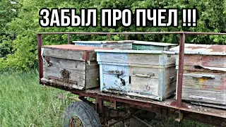 НЕСМОТРЕЛ К ПЧЕЛАМ БОЛЬШЕ МЕСЯЦА !!!