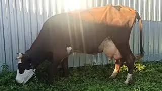 Бройлера радуют/ Жалею, что мало взяла/Козе эпримек/Корове Витамины😊