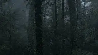 Calming/ Relaxing Rain and Thunderstorm Sound at a Rainforest