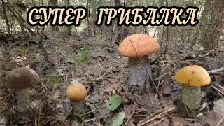 Супер грибалка