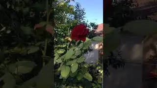 А роза упала на лапу Азора - прочитай наоборот
