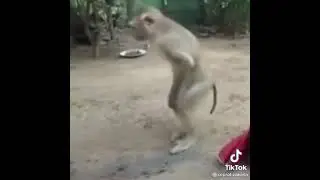kebelet