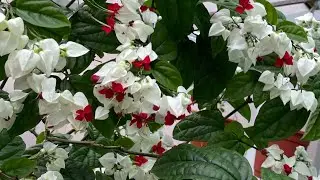 Болмо гулу | Нооруз майрамыныздар менен | Куттуктоо 🌺