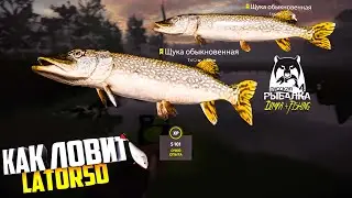 Русская рыбалка 4.🎣оз. Старый Острог 🦈 ЩУКА 🦈 КАК ЛОВИТ LATORSO 👀