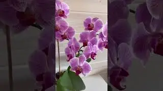 ЕСЛИ ЭТО ВЫПОЛНИТЬ, ОРХИДЕЯ БУДЕТ ЦВЕСТИ КРУГЛОГОДИЧНО!!! УХОД ЗА ОРХИДЕЯМИ!