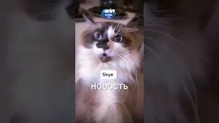 Котики приёмные 😯 