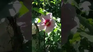 Не вздумай смотреть это видео ☠️ А то можешь сойти с ума от этой красоты  #новая  #новинка