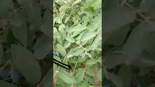 Номано - Собрала жимолость с молоденьких кустиков - Немного с Юмором - Природное земледелие