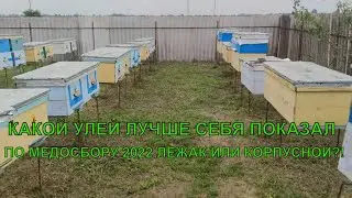 ЛЕЖАКИ И КОРПУСНЫЕ УЛЬЯ какой улей лучше по МЁДУ И РАЗВИТИЮ☝️🐝🍯