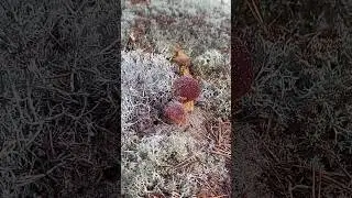 Это НЕ ЛЕС, а СКАЗКА! Увидел ПЕСОЧНОЕ ЧУДО! Сказочная Карелия