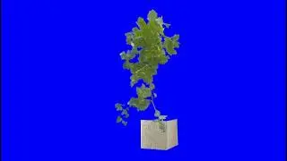 plant on blue screen