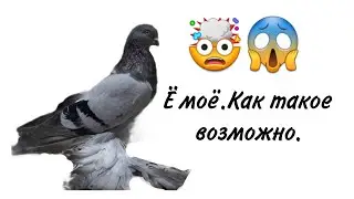 Случилось чудо в моей голубятне. Из под пары гладких голубей, вылупился двухчубый пискун.