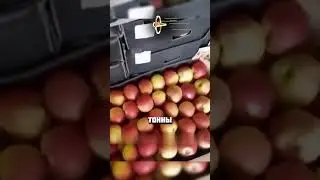 УТИЛИЗАЦИЯ ЯБЛОК