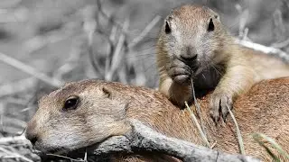 The 10 Pros and Cons of Owning a Prairie Dog 🌾🐾