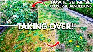 How To Get Rid Of Dandelion, Crabgrass & Clover In The Lawn -Professionally Control Weeds Like A Pro