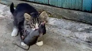 Pied Piper kitten catches a rat . Instant reaction of a kitten.