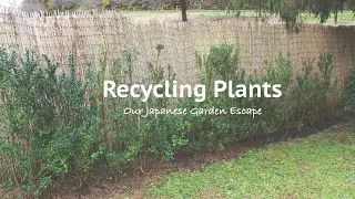 Creating a New Hedge with Recycled Plants | Our Japanese Garden Escape