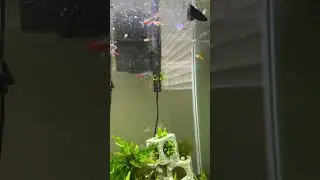 Feeding Time! Betta Fish with Ember & Neon Tetras #shorts #bettafish