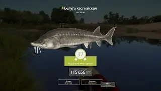 Русская Рыбалка 4►Белуга Каспийская*Ахтуба*РР4\RF4