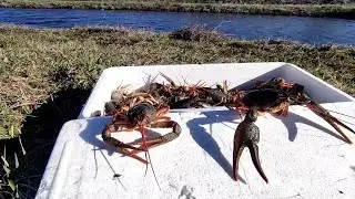 Сколько живут раки без воды ??? Отправка раков новой почтой... Жизнь У Пруда