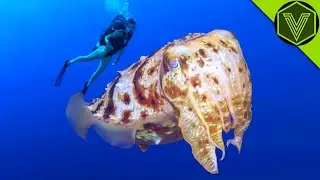 CUTTLEFISH - the deadly hypnotist that can attack a human! Cuttlefish vs. octopus and crab!