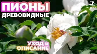 ПИОНЫ ДРЕВОВИДНЫЕ УХОД И ОПИСАНИЕ | ПИОНЫ В СИБИРИ