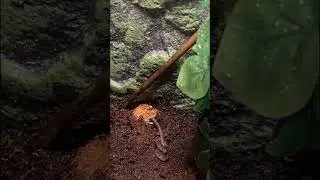 Paku the Pac-Man Frog Slurping an Earthworm 