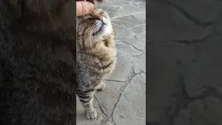 Усатая братва отдыхает 😂😸😺🤣 #trending #cat #кот #коты #смех #дача #природа #funny #smile