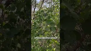Тропические мангровые леса😍 #путешествия #индонезия