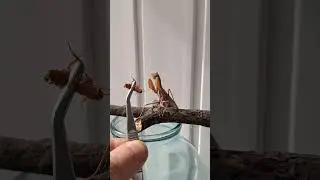 Богомол 🤘🤘🤘 охота на таракана 😱😱😱