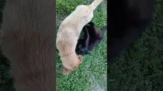 Мои питомцы.