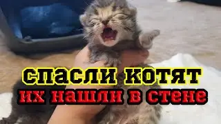 Удивительно, этих котят нашли в стене и спасли им жизнь.